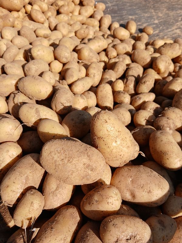 Pomme de terre Nicola (ferme)