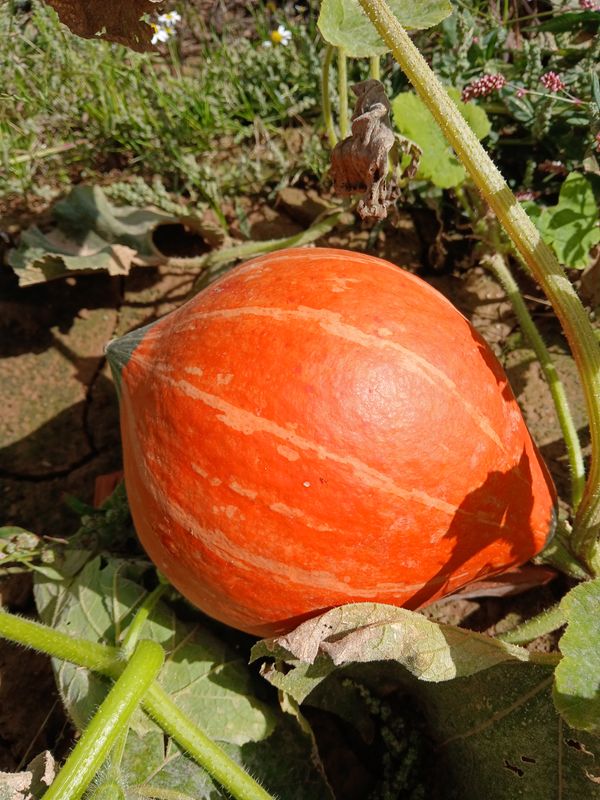 Potimarron