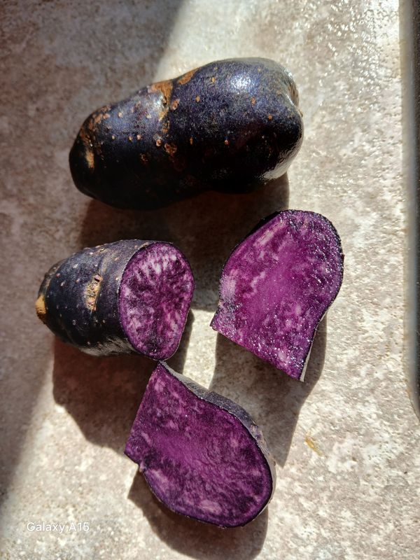 Pomme de terre Vitelotte