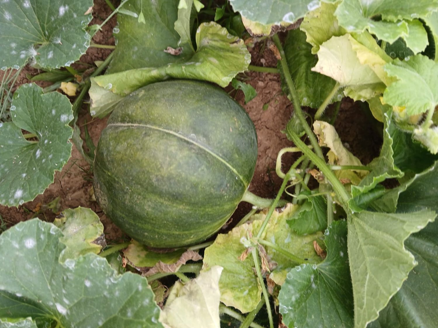Melon