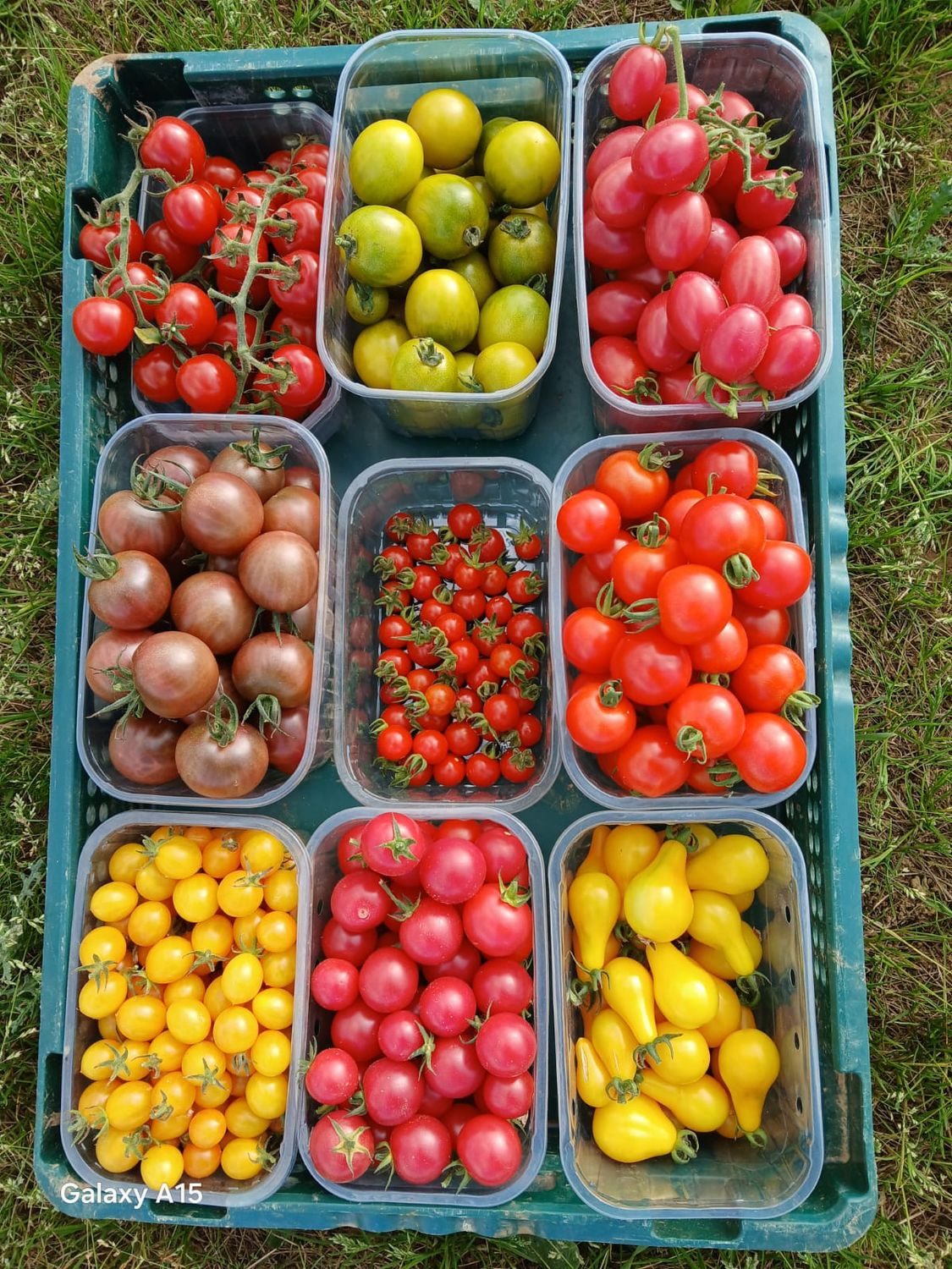 Tomates cerise