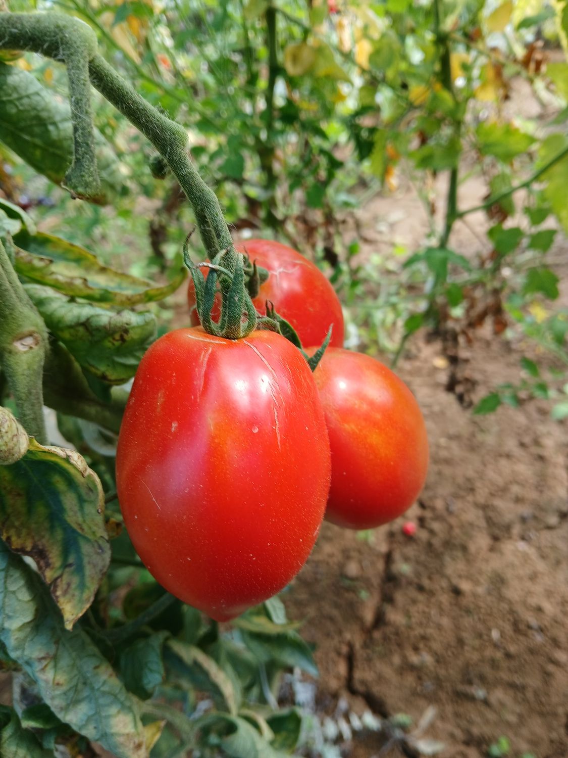 Tomates pour sauce et coulis