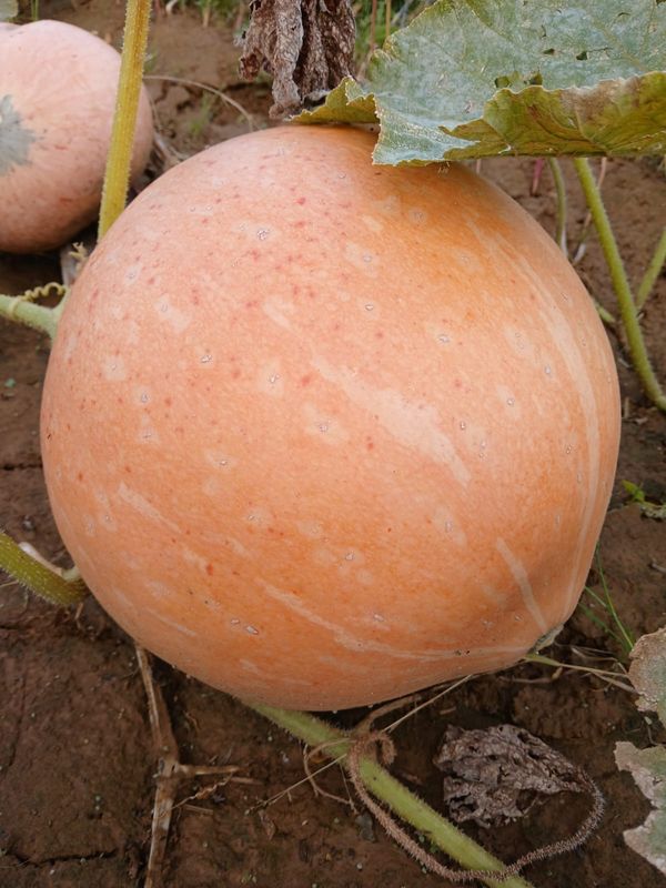 Potiron