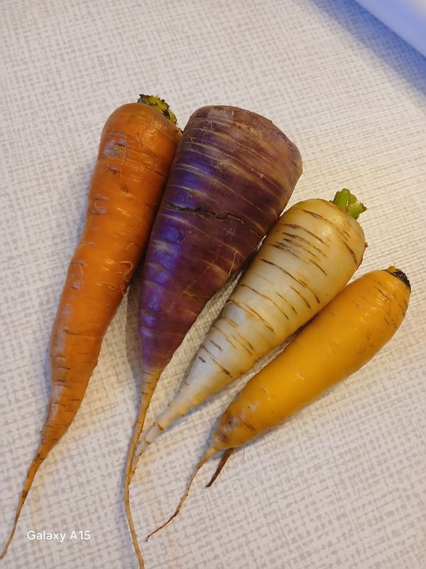 Carottes  couleurs