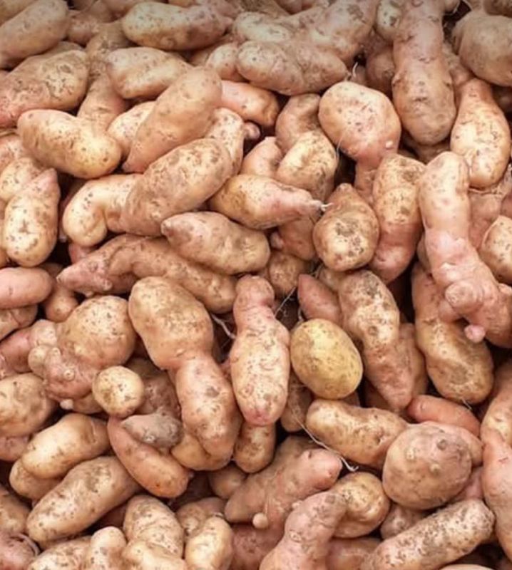 Pomme de terre Corne de gatte