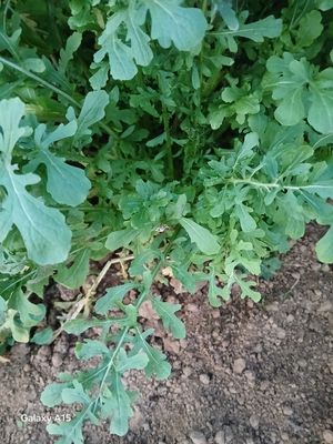 Roquette 