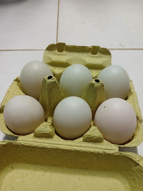 Œuf de canard