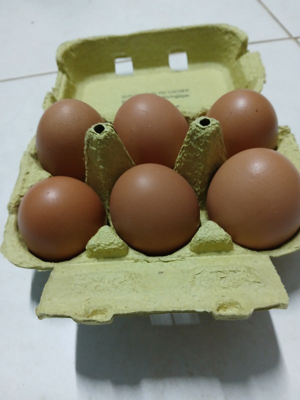 Œuf de poule 
