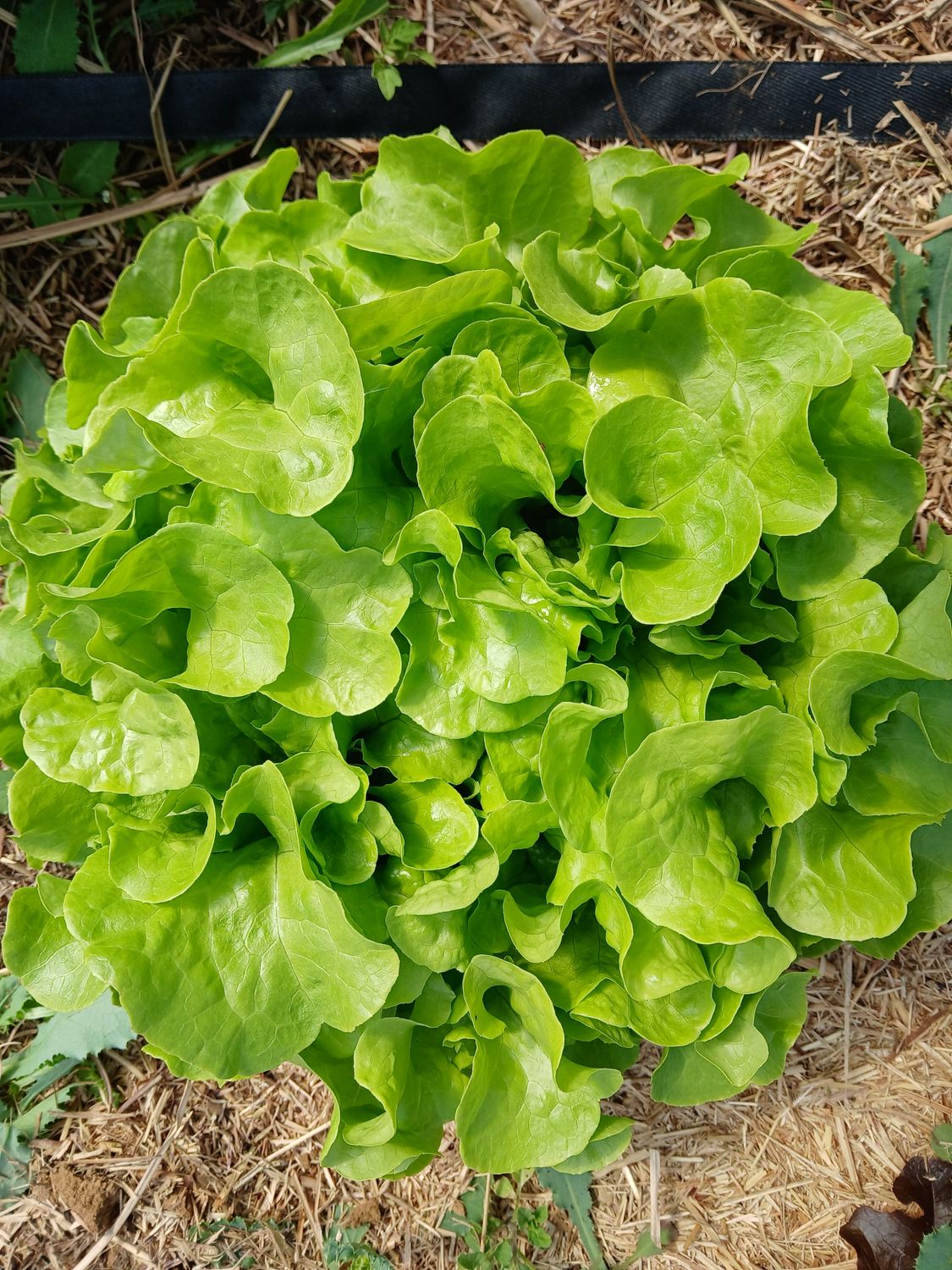 Laitue feuille de chêne blonde