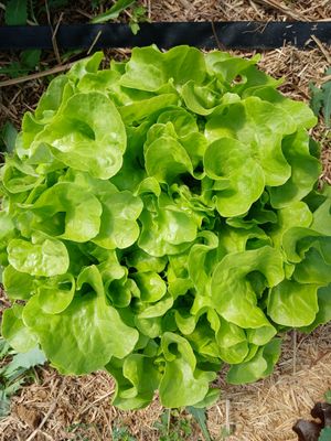 Laitue feuille de chêne blonde