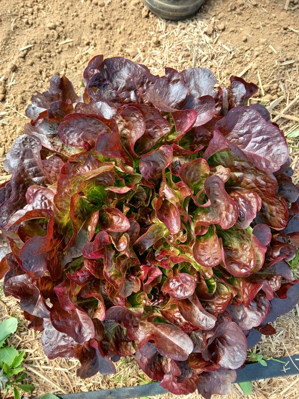 Laitue feuille de chêne rouge