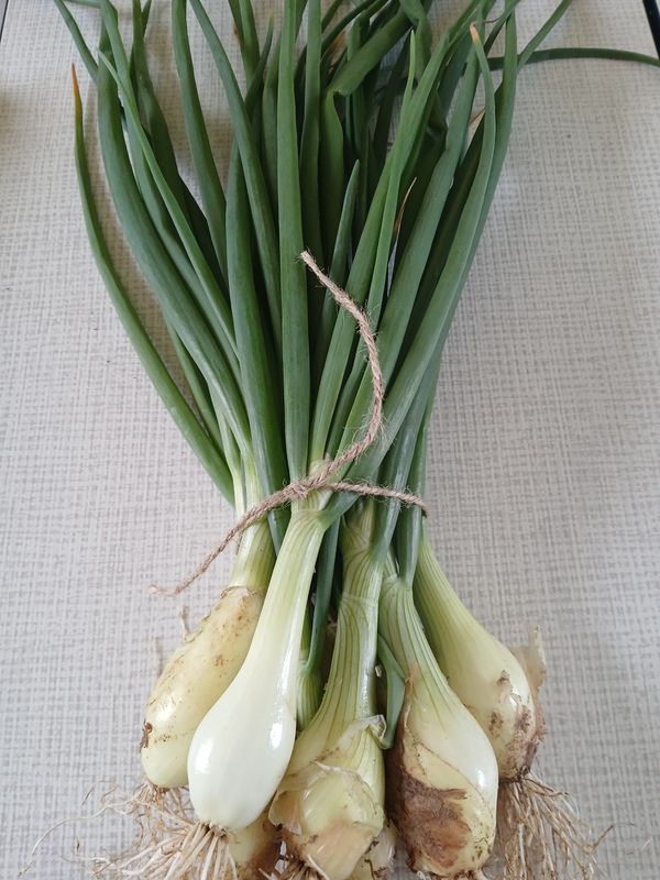 Oignon blanc frais