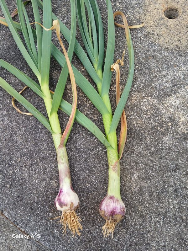 Ail frais avec fânes 