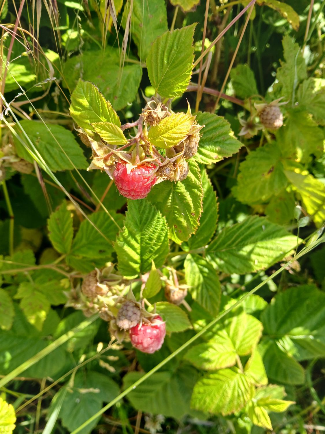 Framboises rouges