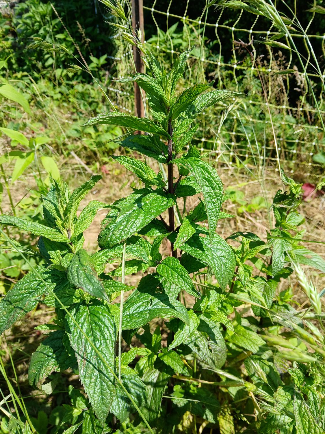 Menthe
