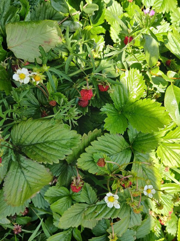 Fraises des bois