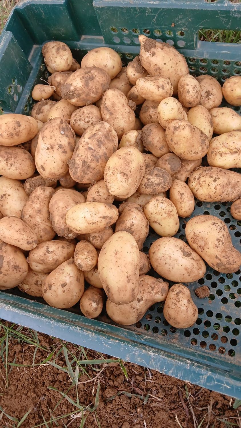 Pomme de terre Agila Primeur
