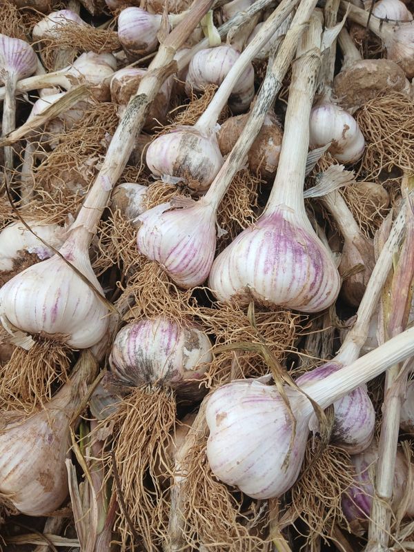 Ail violet