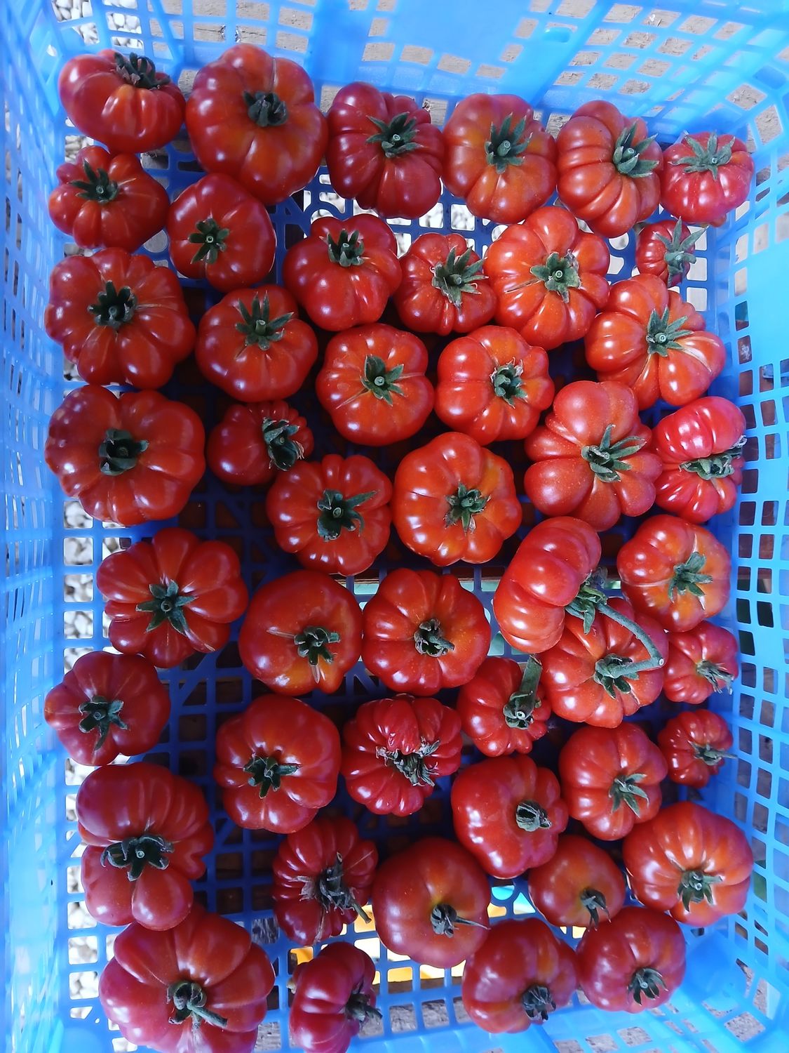 Tomate côtelée Corrogo
