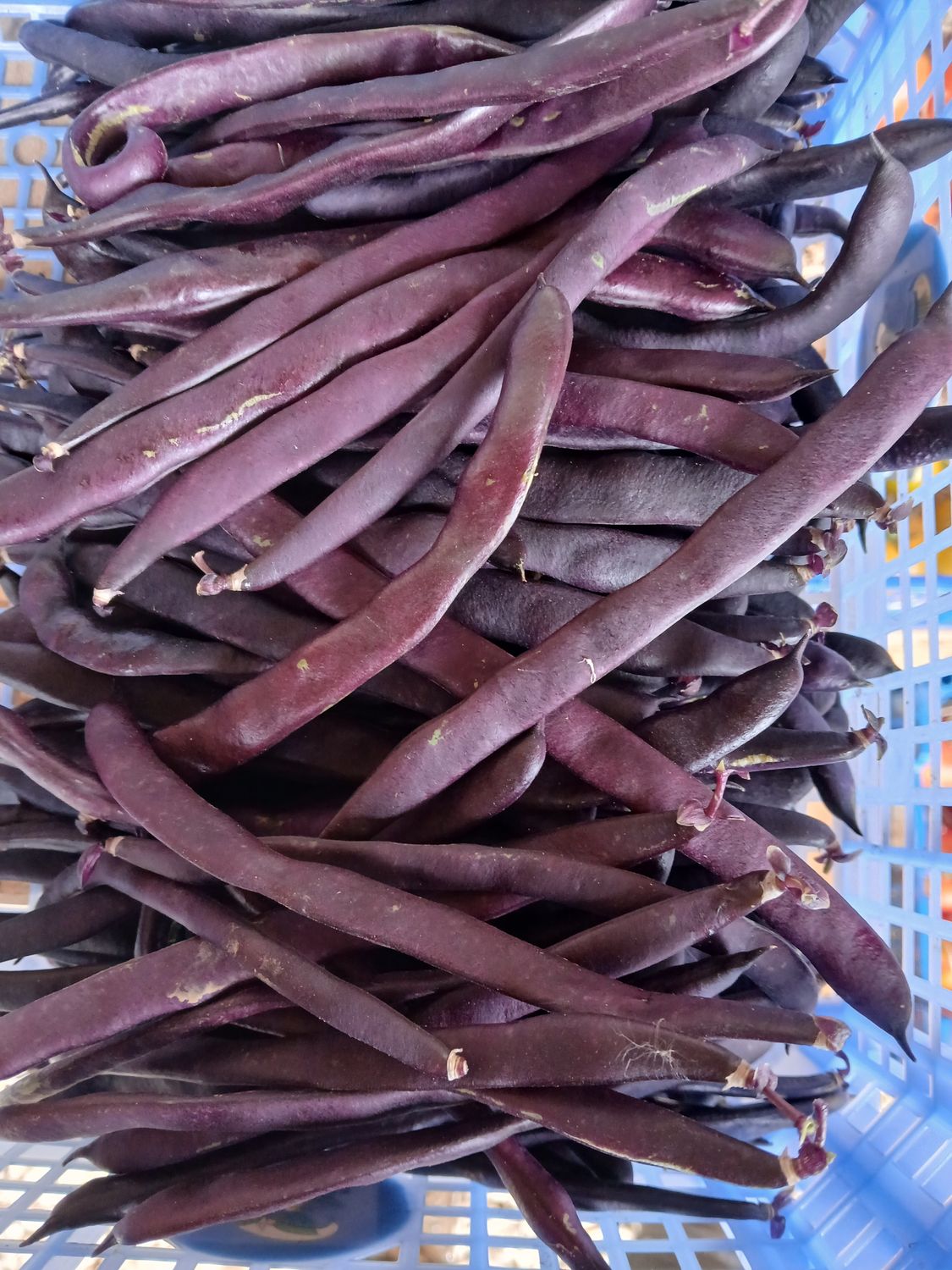 Haricots mauves
