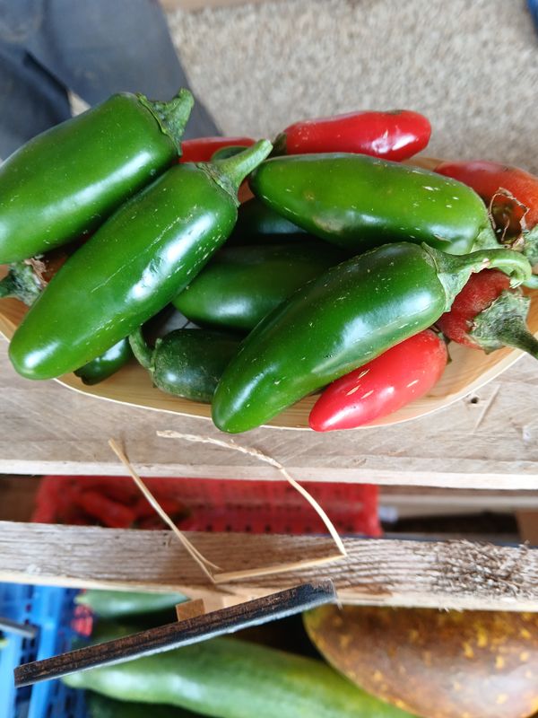Piment jalapeno frais