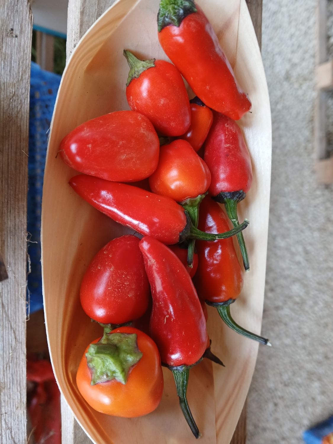 Piment Numex Twilight frais