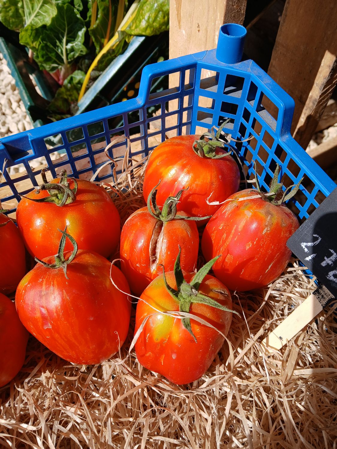 Tomate à farcir