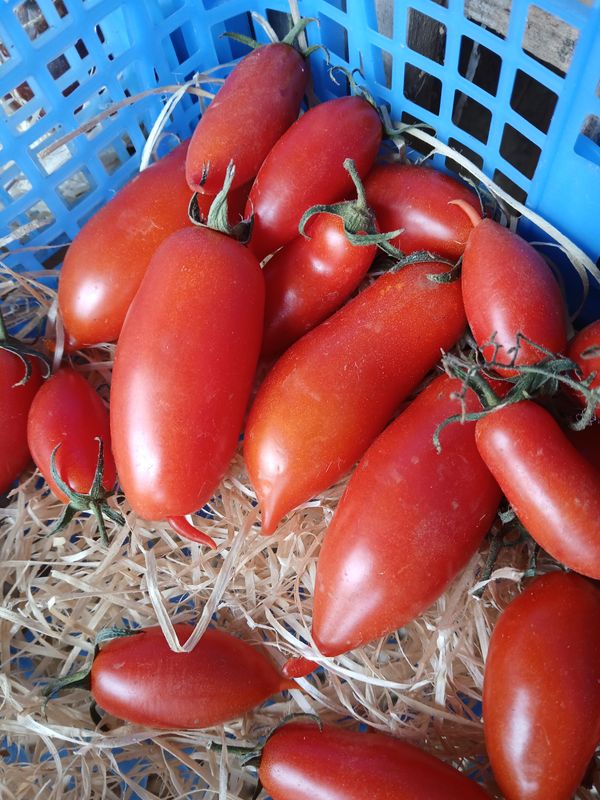 Tomate allongée Handy Lady