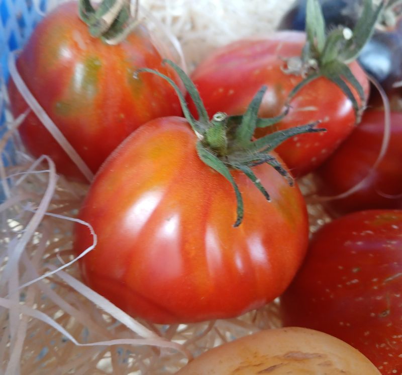 Tomate aumonière Costoluto Fiorentino