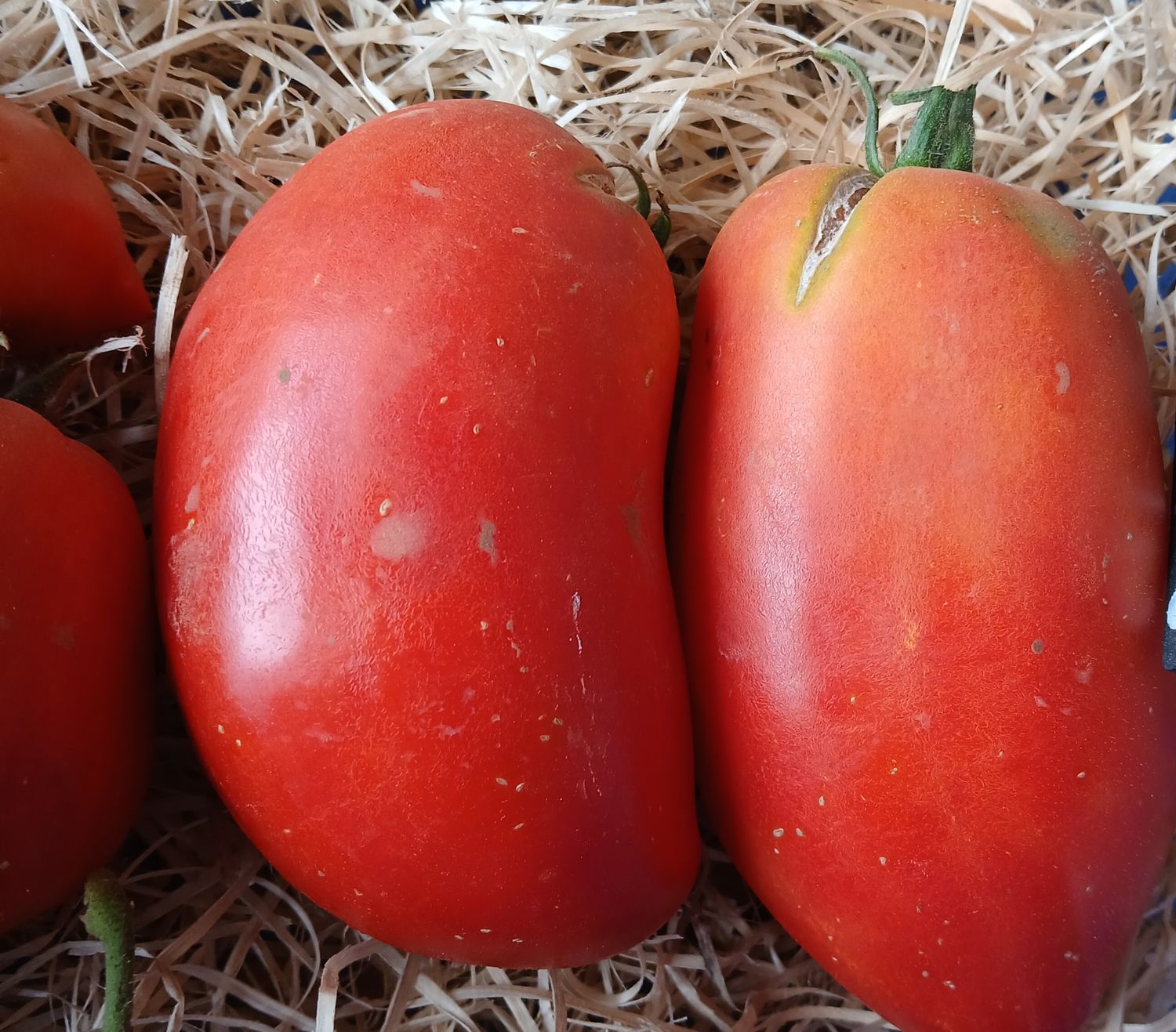 Tomate cornue des Andes