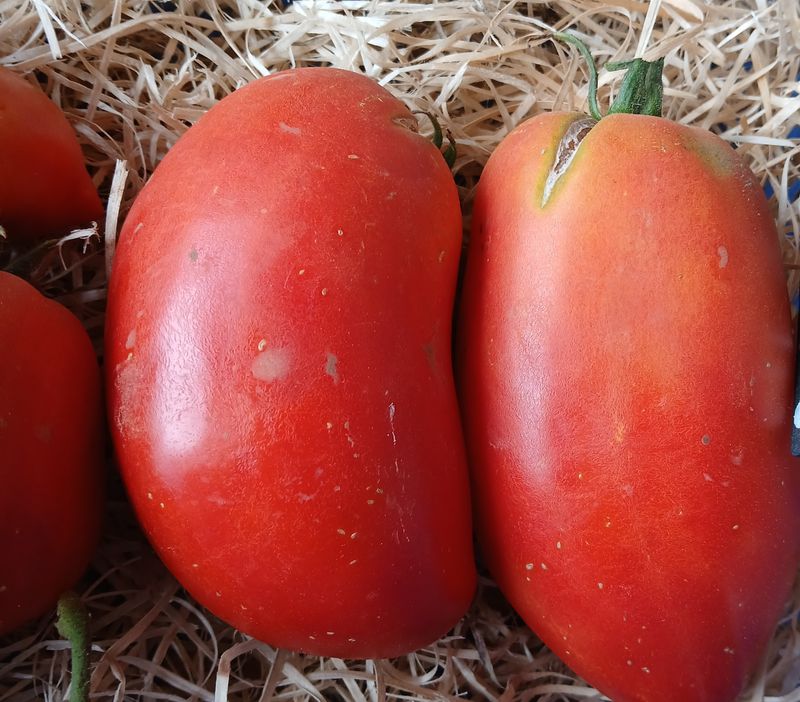 Tomate cornue des Andes