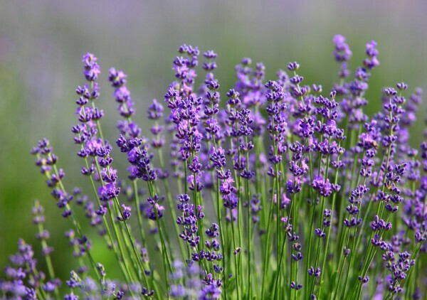 Wellness Badeöl Lavendel 100ml