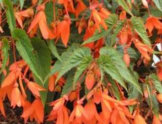 Begonie - boliviensis orange