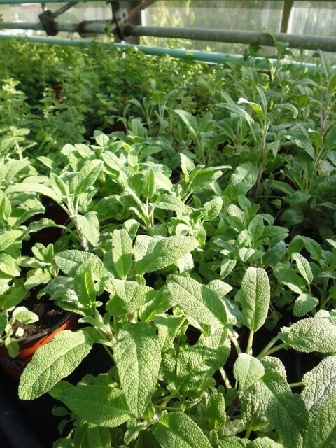 Salbei grossblättrig Müsliblätter - Salvia officinalis major