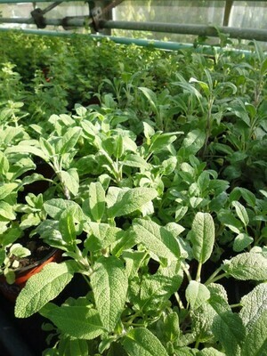 Salbei grossblättrig Müsliblätter - Salvia officinalis major