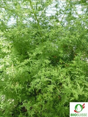 Beifuss einjährig - Artemisia annua