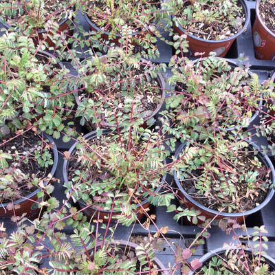 Wiesenknopf kleiner - Sangisorba minor