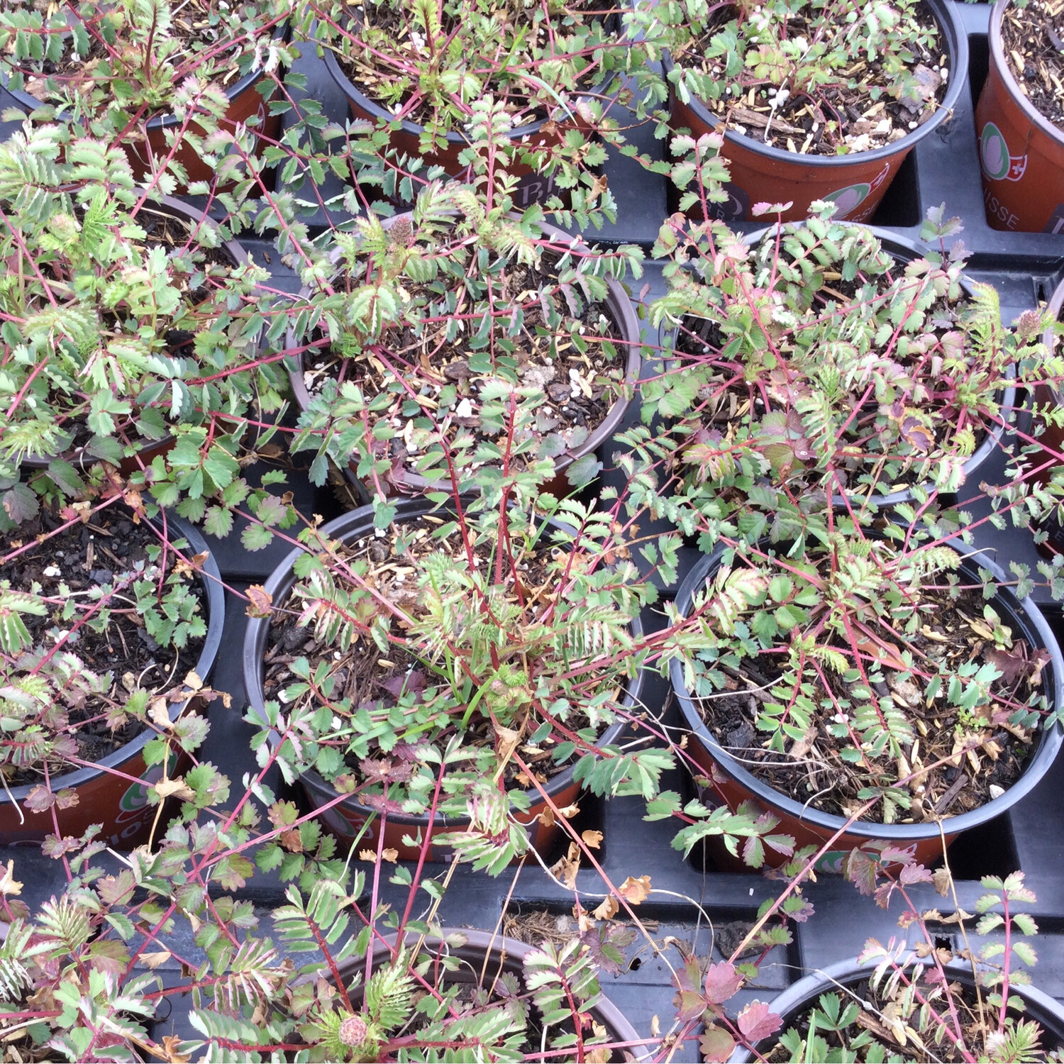 Wiesenknopf kleiner - Sangisorba minor