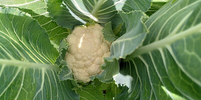 Blumenkohl - Goodman sativa