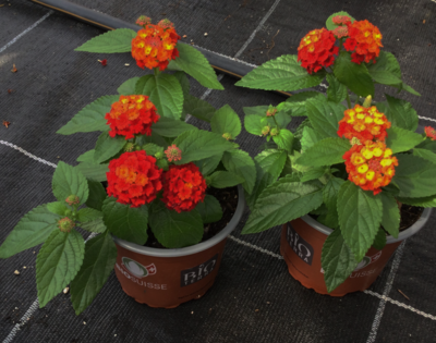 Blumen