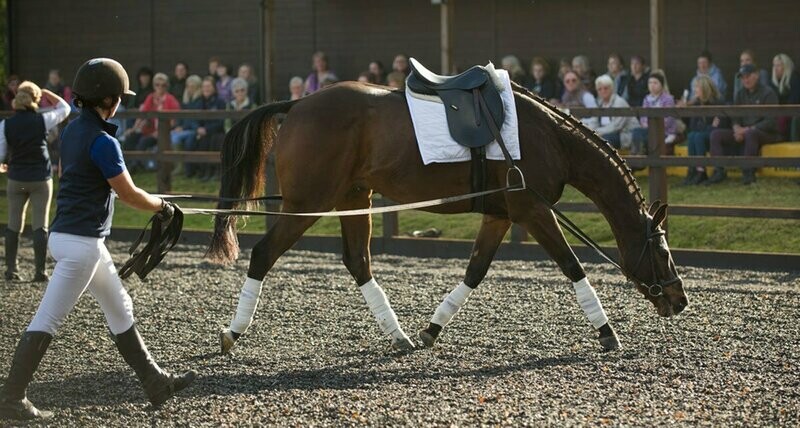 Learning to Long Rein - Online Course