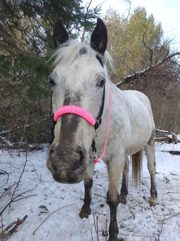 Custom indian Bosal