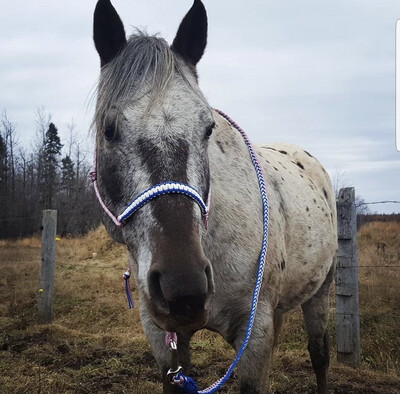 Halters