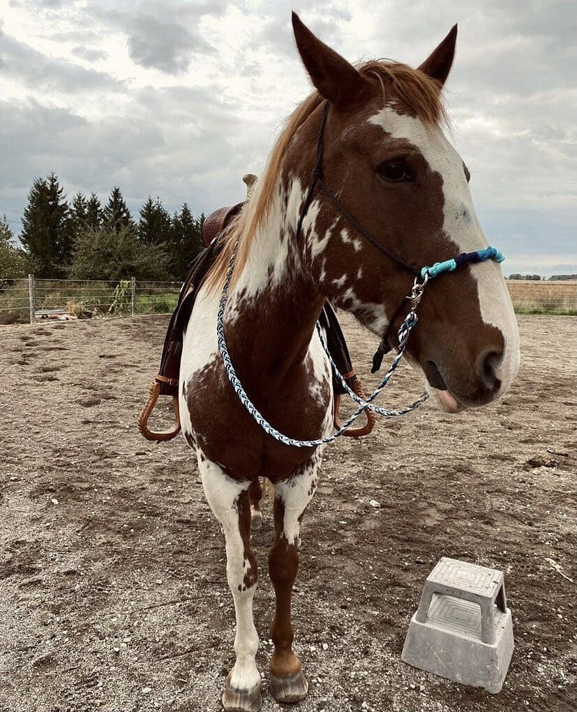 Custom halter with rings