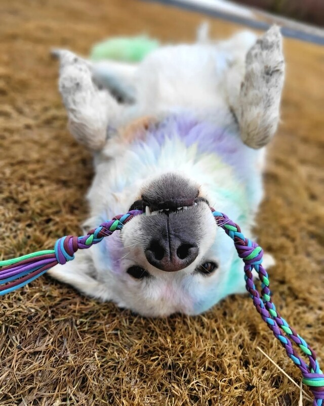 Dog toys