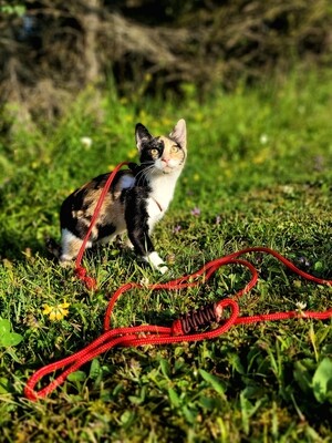 Cat products