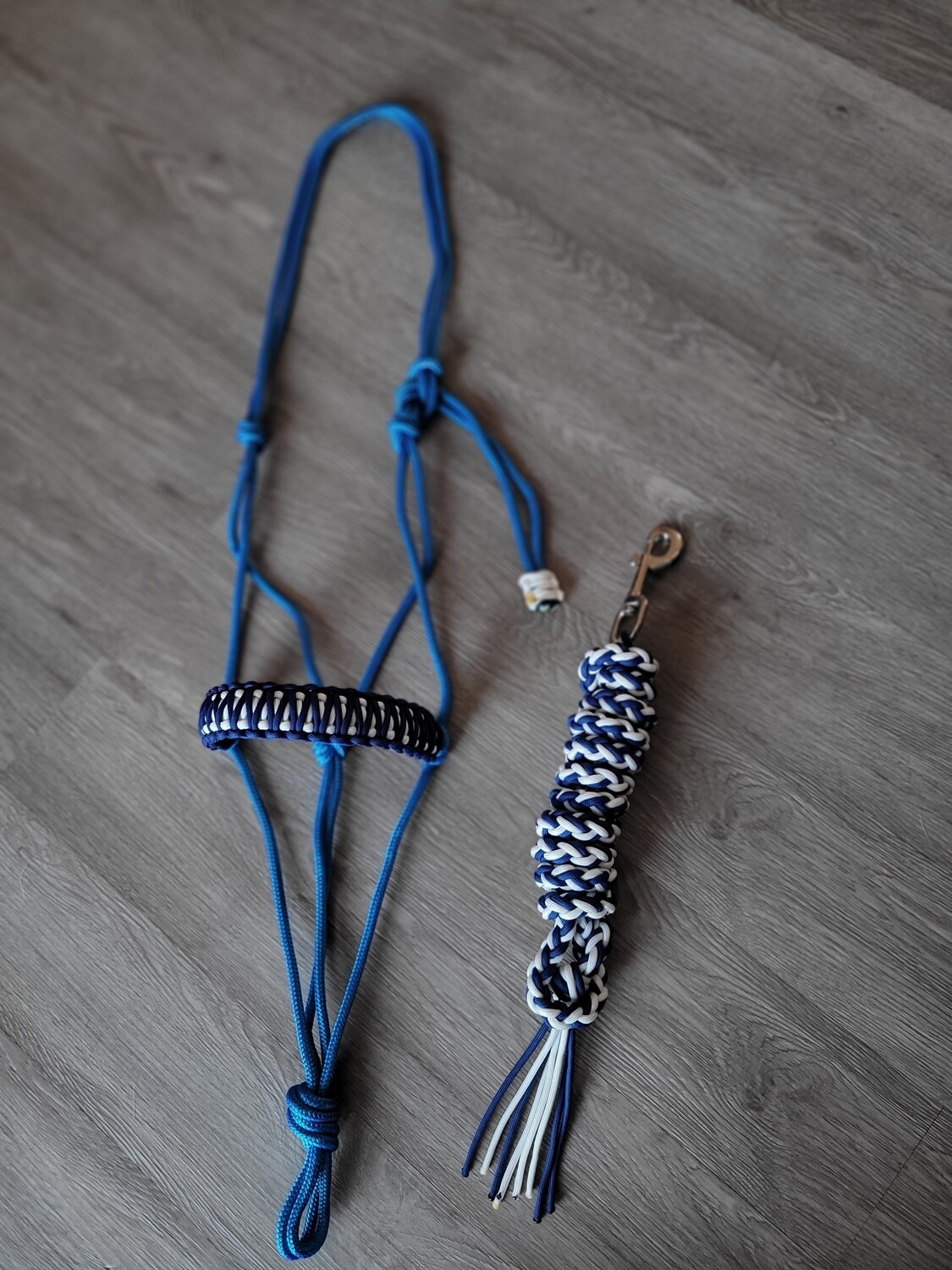 Blue halter + lead