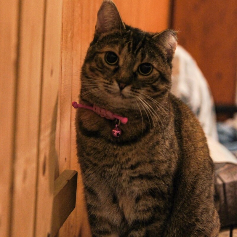 Custom cat collar