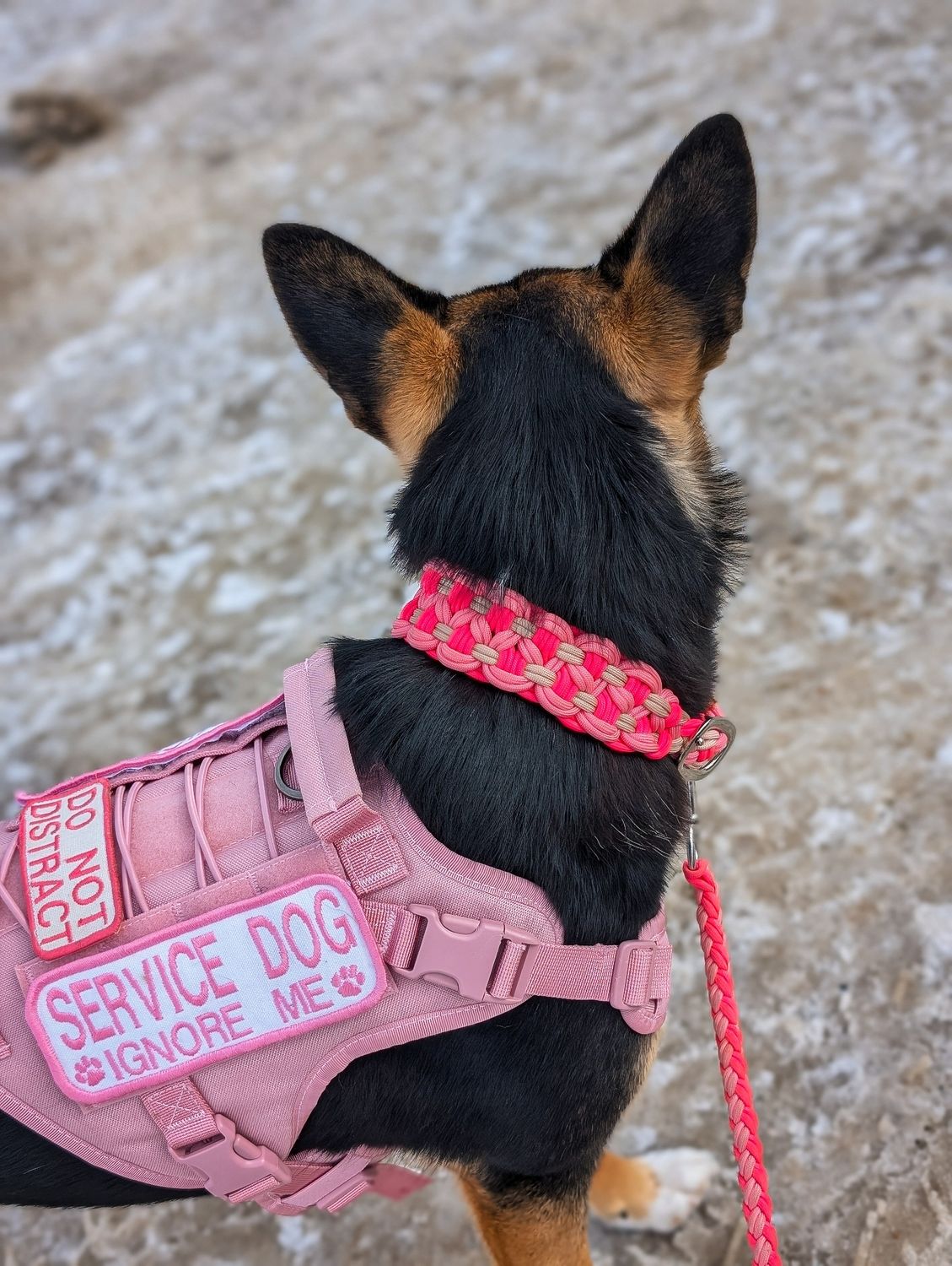 Custom Adjustable Wide Collar