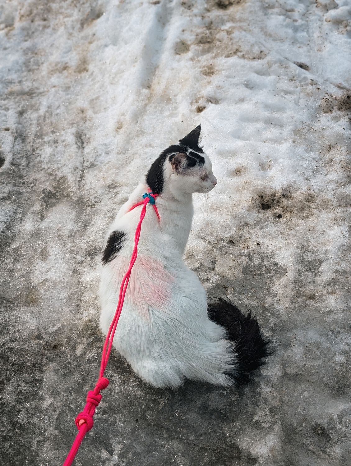 Custom cat harness